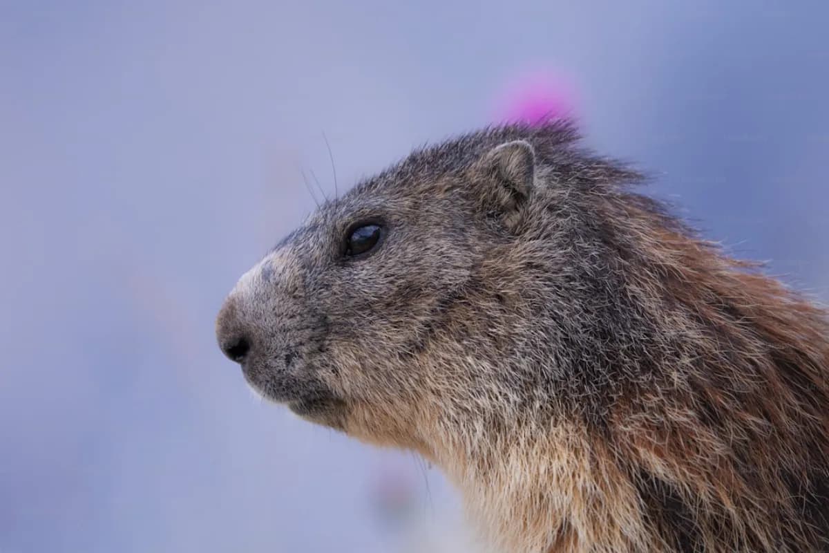Tierwelt der Dolomiten: Alpine Fauna Guide